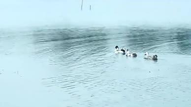 意境古风池塘天鹅视频的预览图